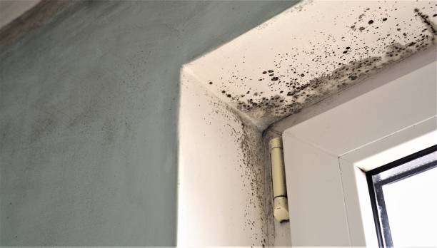 Asbestos and Lead Testing During Mold Inspection in Little River, SC