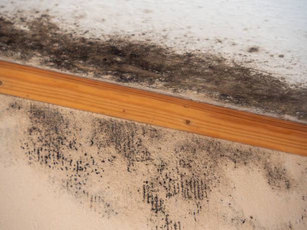 Best Mold Odor Removal Services  in Little River, SC